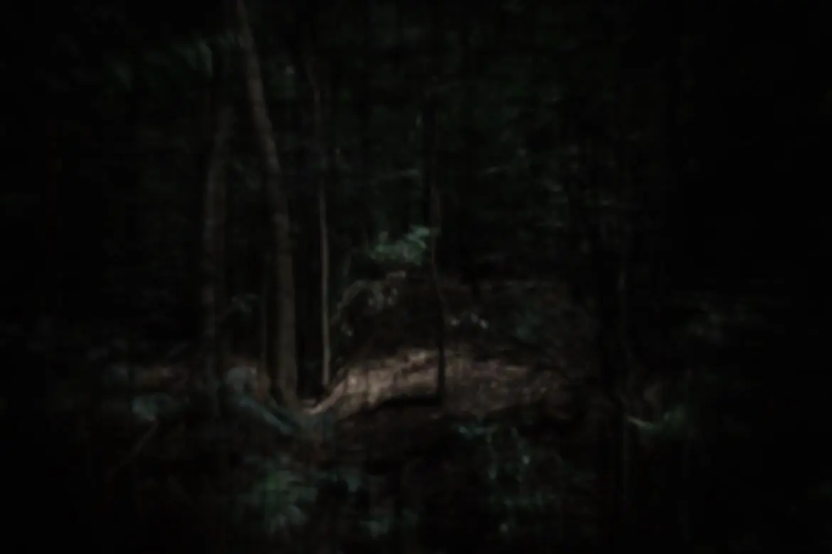 hppd induced by weed and no glasses in a dimly lit forest
