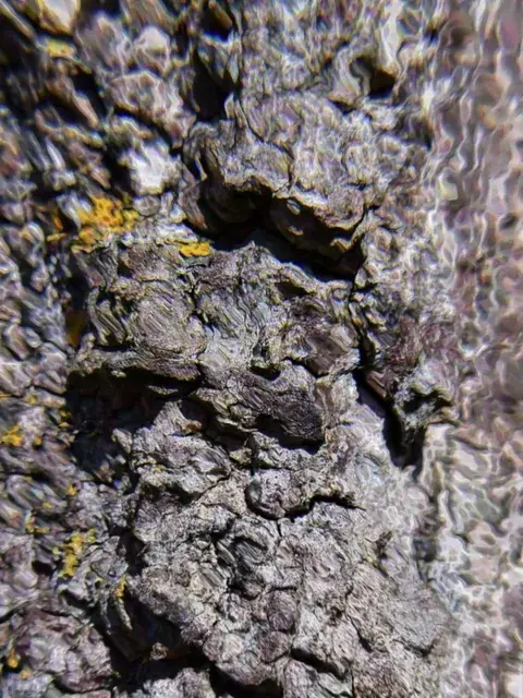 Staring at trees on LSD