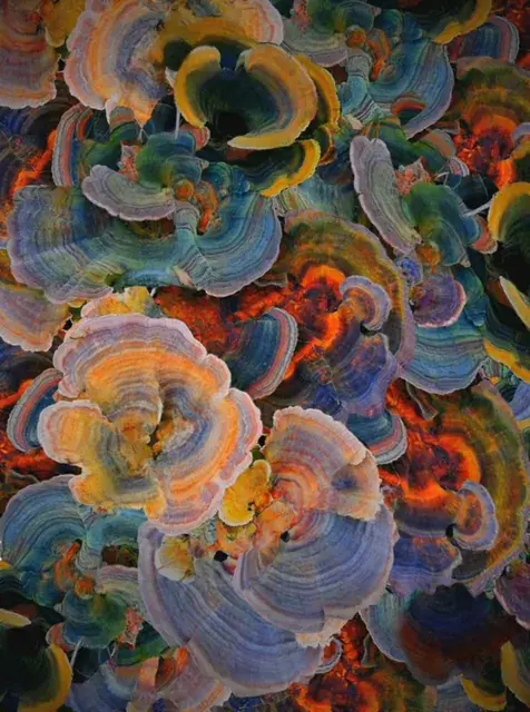 LSD Shrooms
