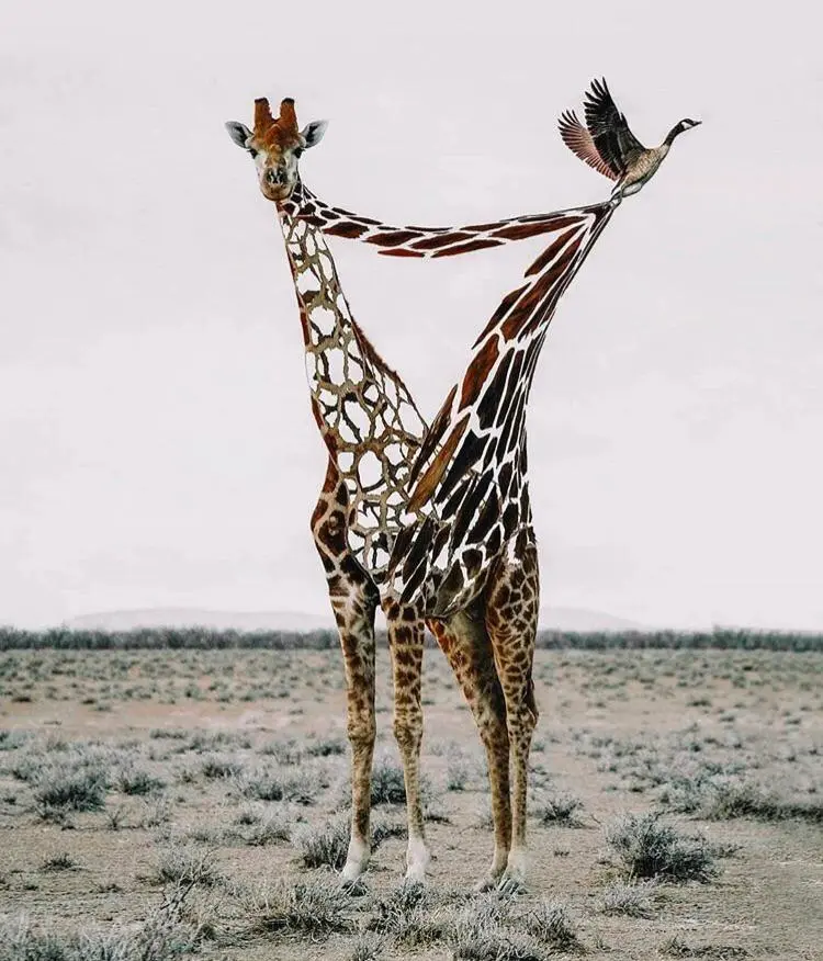 Not so much acid trippy but this really reminds me of the stuff i see when i close my eyes while tripping. Same with horns melting off of rhinos and things similar to that