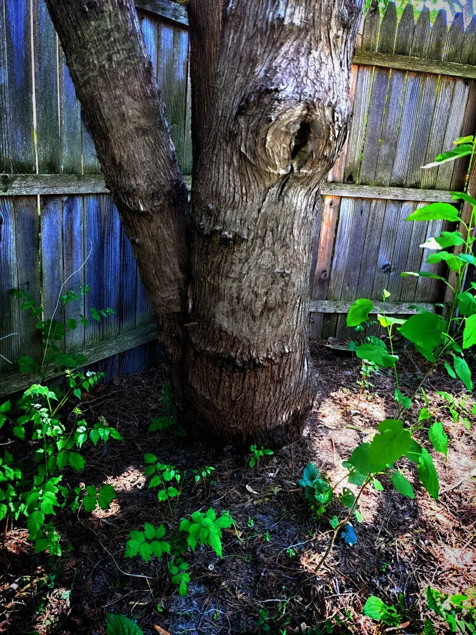 (Pareidolia) The friendly tree