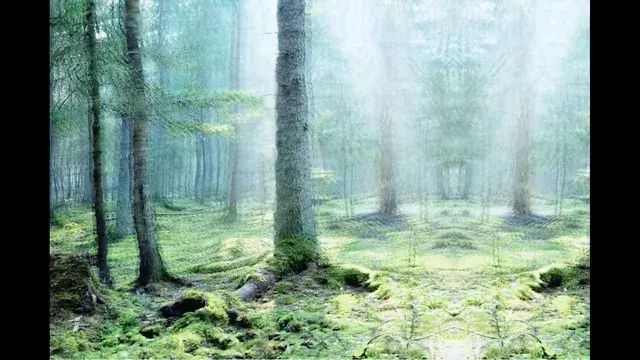 In The Forest On LSD