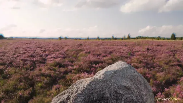 Embedded Rock in Pink Field