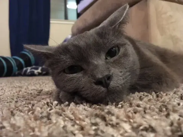 When Mushrooms start kicking in