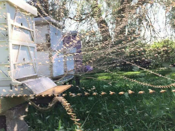 Tracers on insects