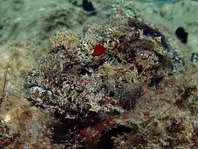 Drifty Scorpionfish