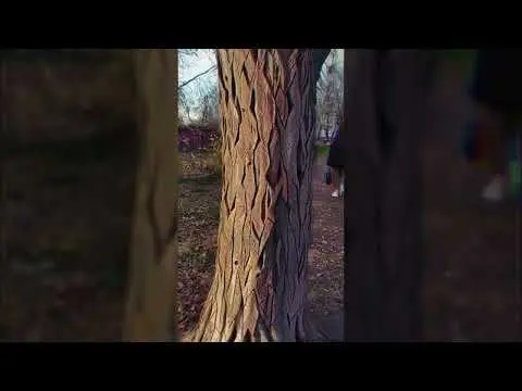 Audiovisual Replication Of Psychedelic Experience 
