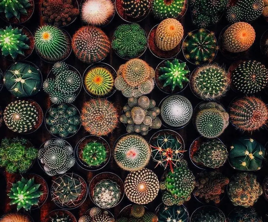 Cactuses