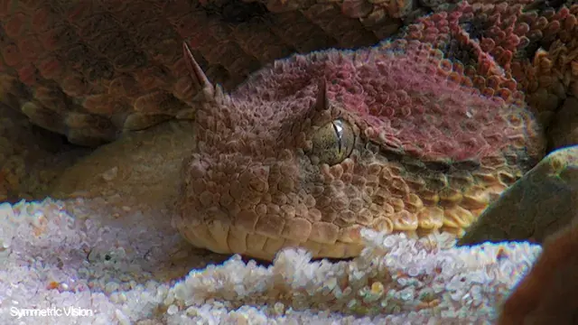 This Creature Definitely Knows Whats Up (Embedded Geometry Experiment)