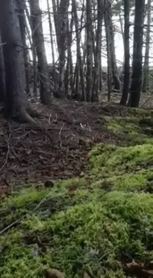 Natural replication. Tree breathing from wind gusts