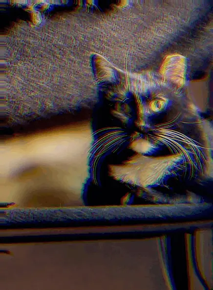 Trying to convince the cat that your redose was the best idea ever.