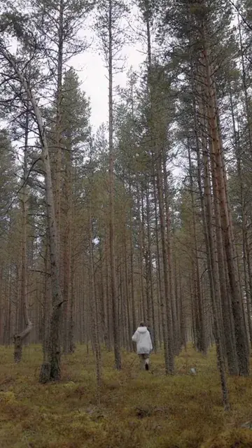 Another walk in the woods