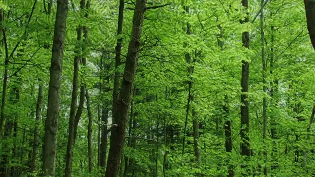 Patterns behind the trees
