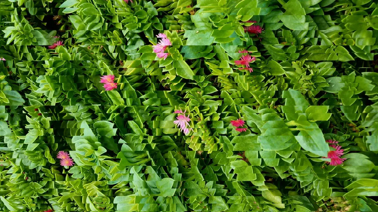 Flowers 100ug