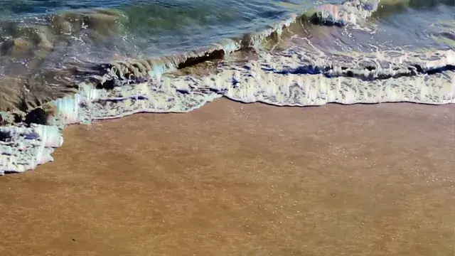 she sells lsdshells by the seashore