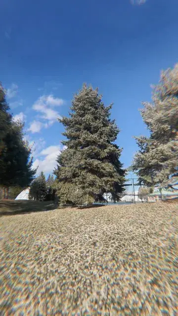 dancing trees