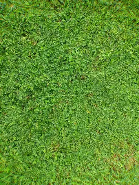 clovers