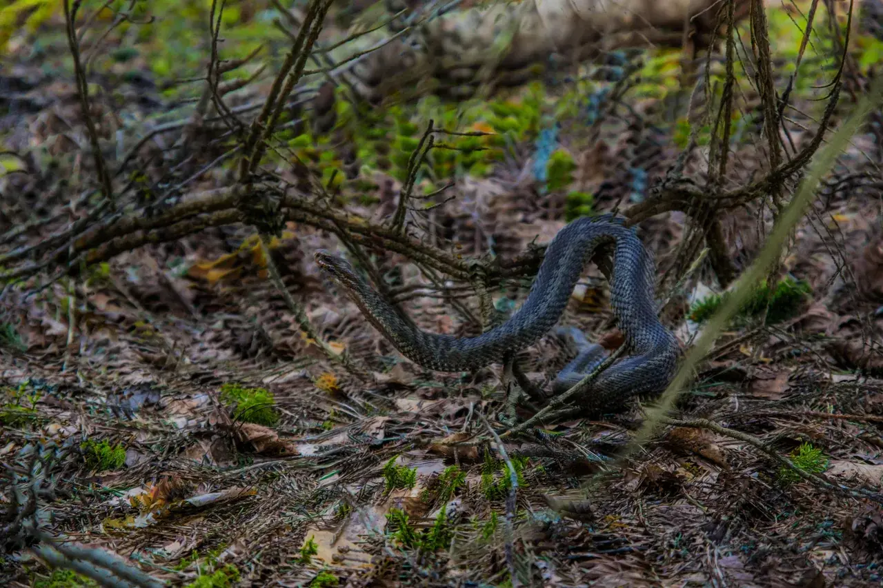 Why do I keep seeing snakes?