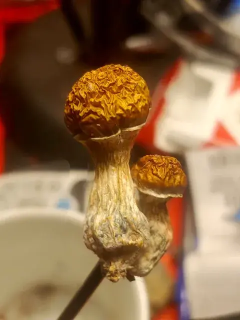 An interesting psilocyb cubensis