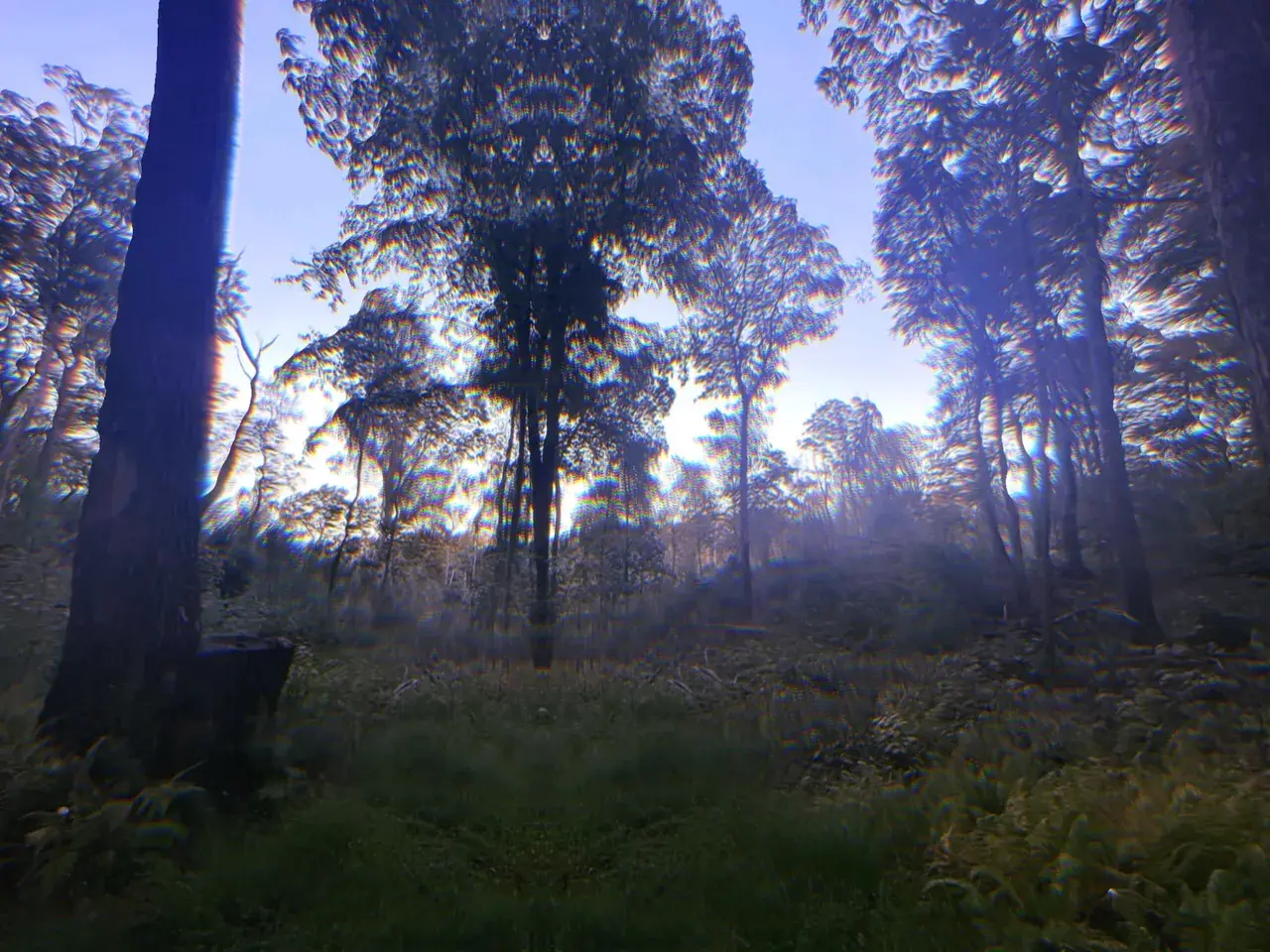 Our Natural Habitat (4-AcO-DMT)