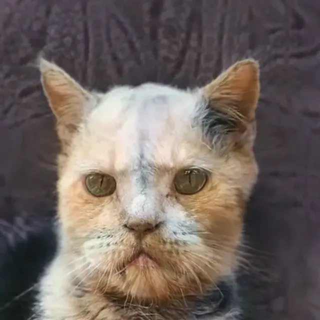 Cat tripping watching himself turn old in the mirror