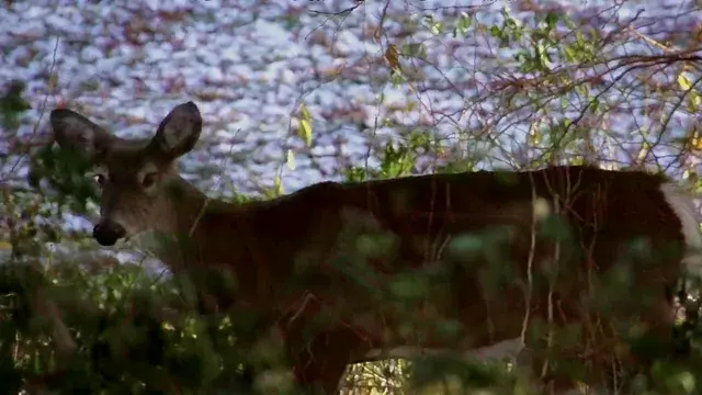 Look, a deer!