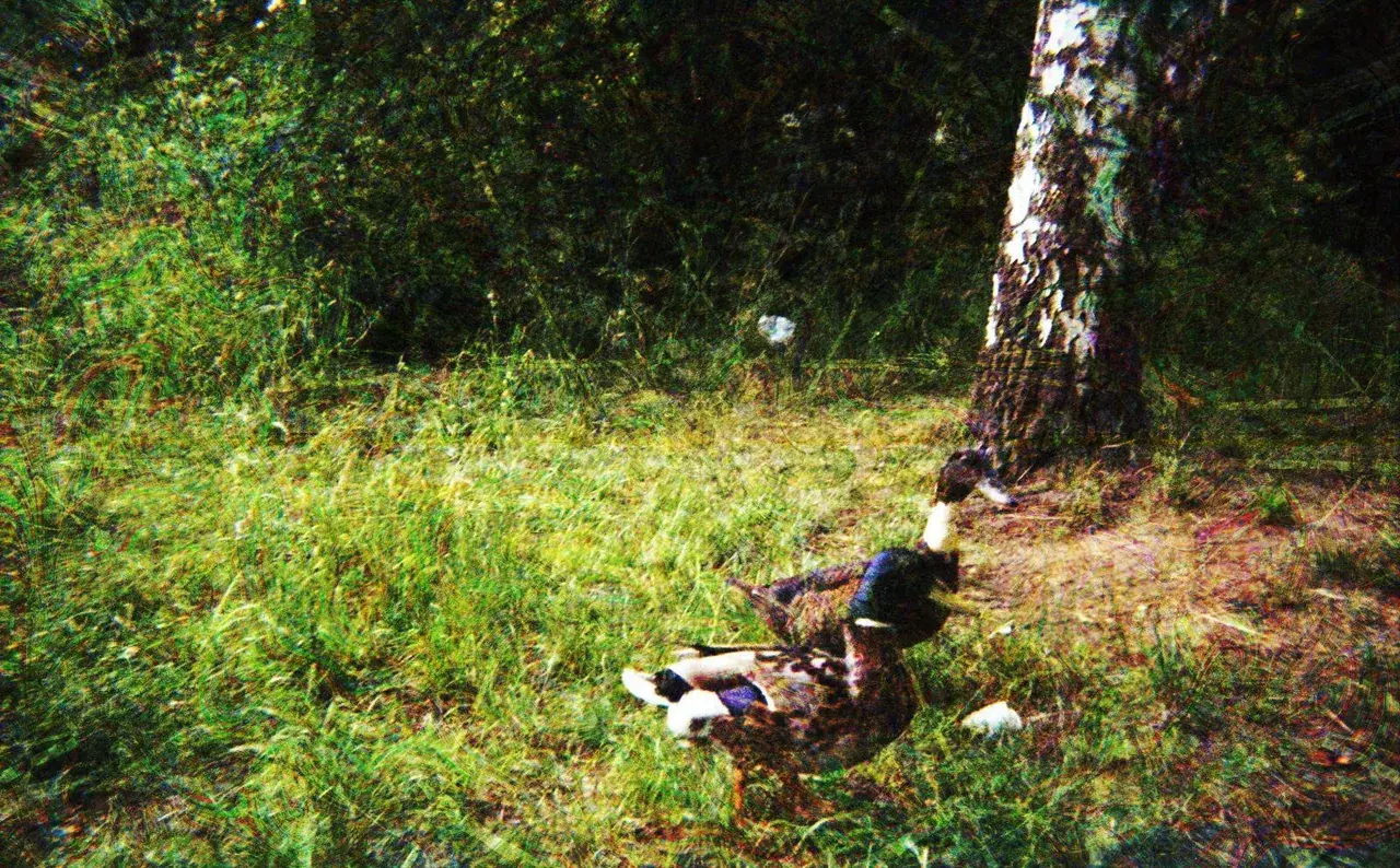 Watching ducks on 100ug of LSD (oc)