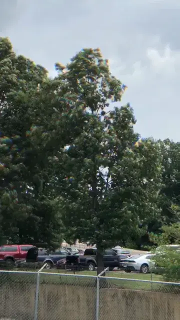 Breathing trees. I think I feel something happening...