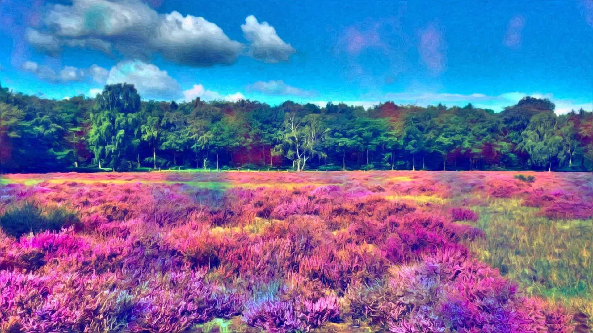 Field