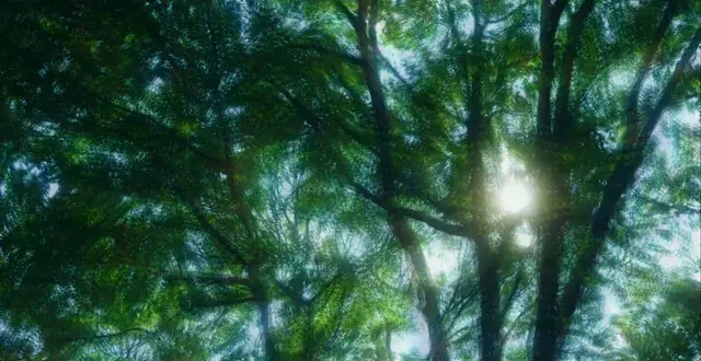 Staring through branches on high doses of LSD