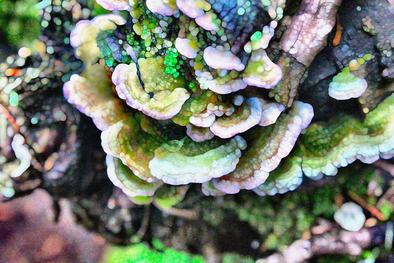 My photography is inspired largely by the experience of synesthesia being in nature, a phenomenon that happens notably with psychedelics
