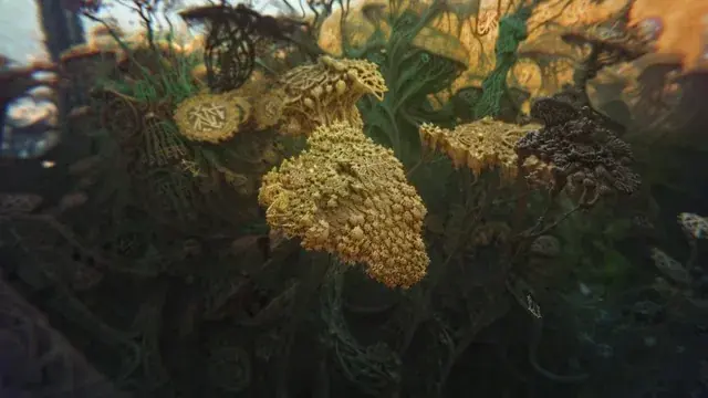 flora