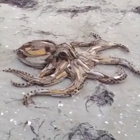 Octopus or beach debris?