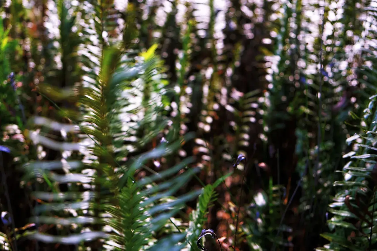 Deep in the ferns - inspired by LSD