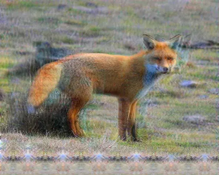 Double vision on a fox