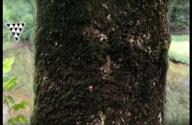 This tree moss is actin’ fucky 🥴