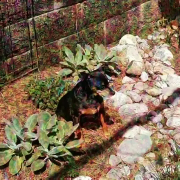 LSDog 1