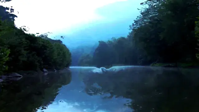 Shrooms at a lake