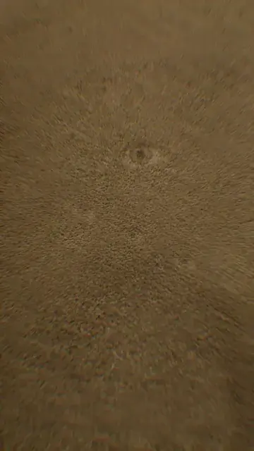 rugs have eyes?