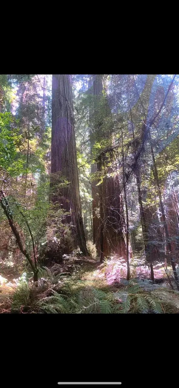 Coastal redwoods on 1 gram mushrooms.