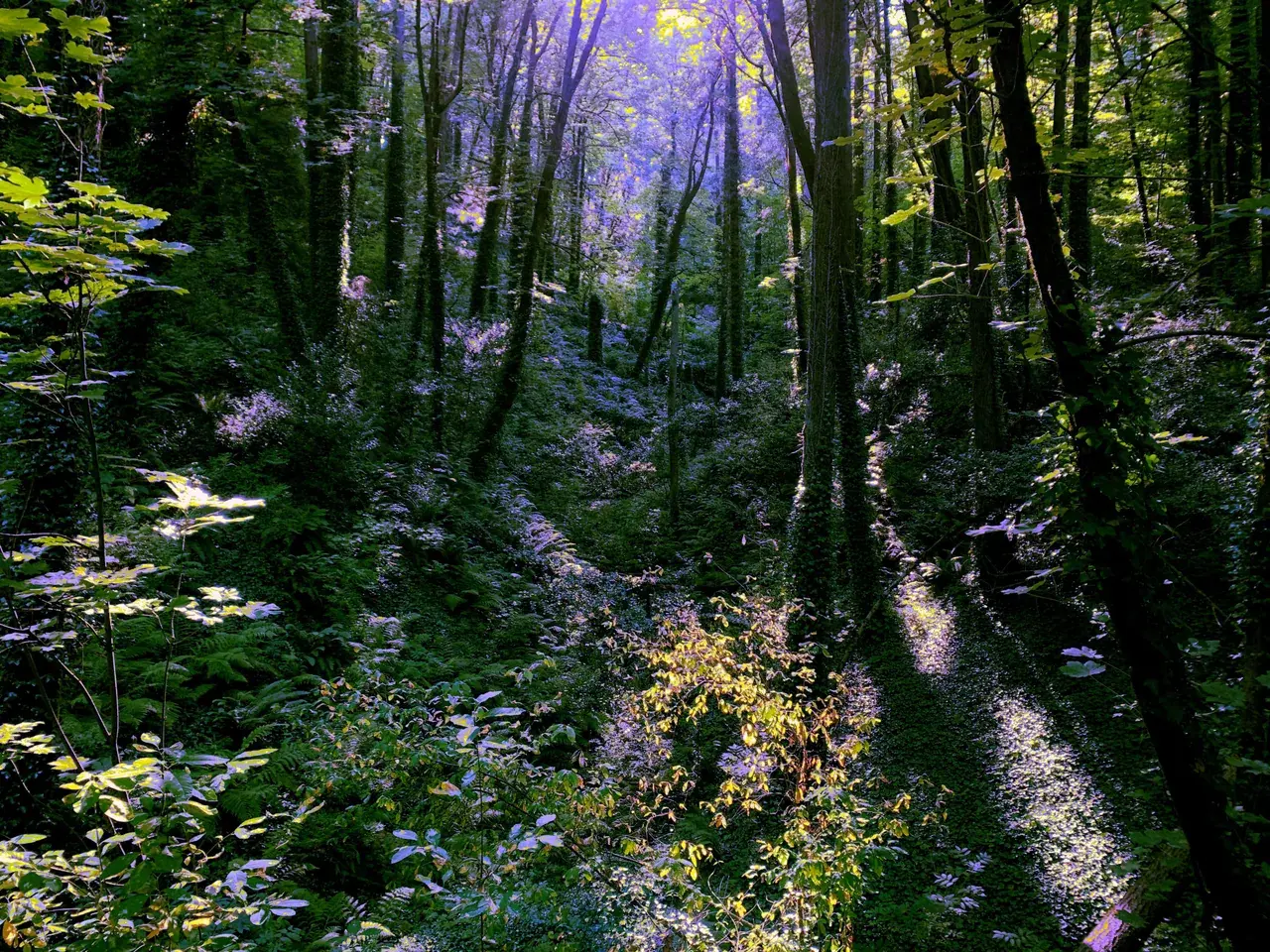 The colors of the forest