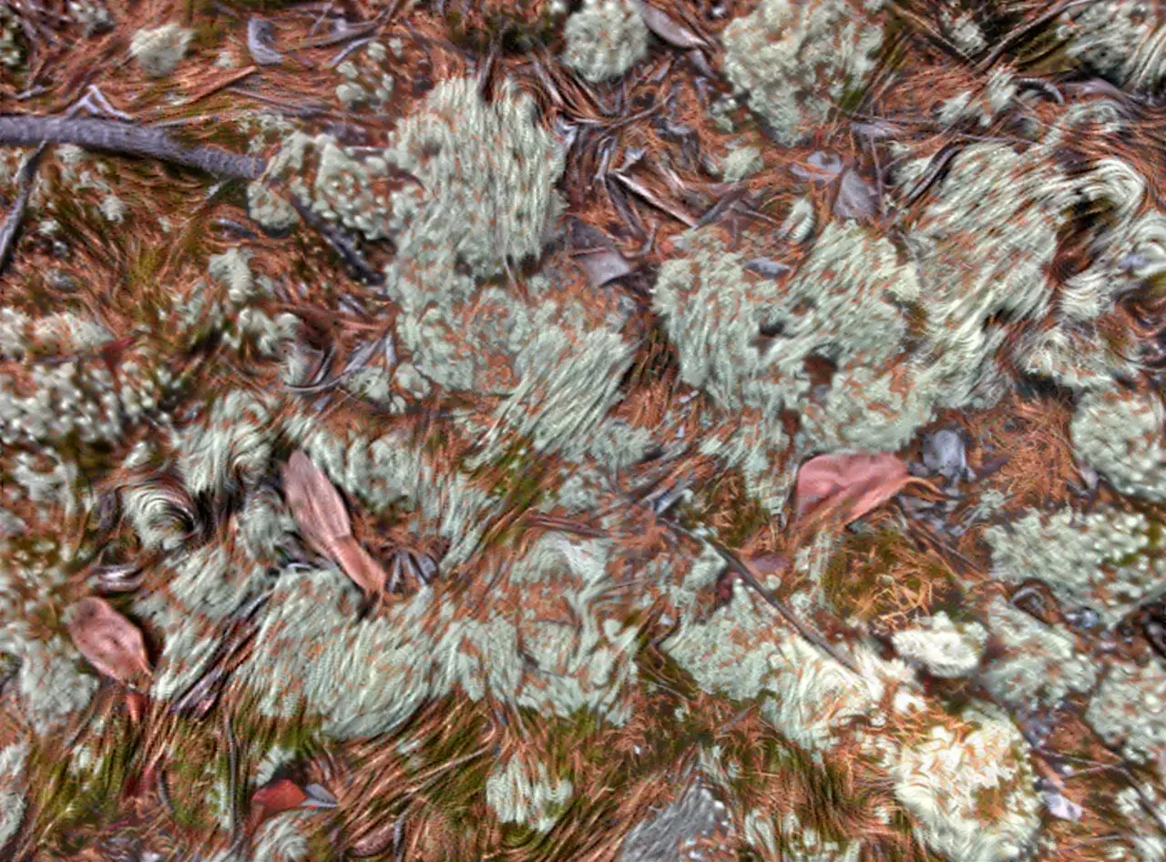 Melting lichen