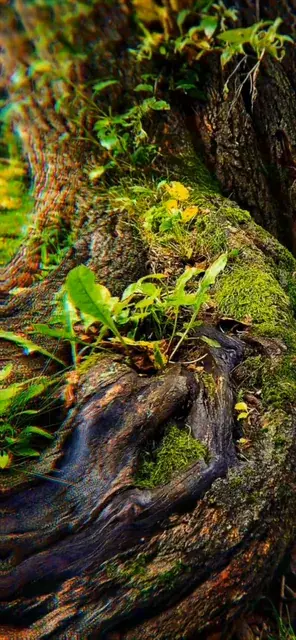 Mild visual distortions on a tree