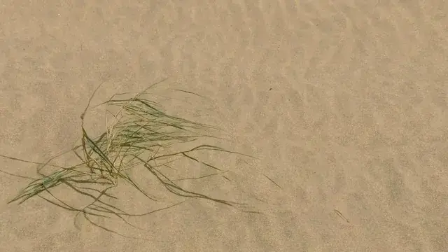 Losing my mind in the sand (low dose)