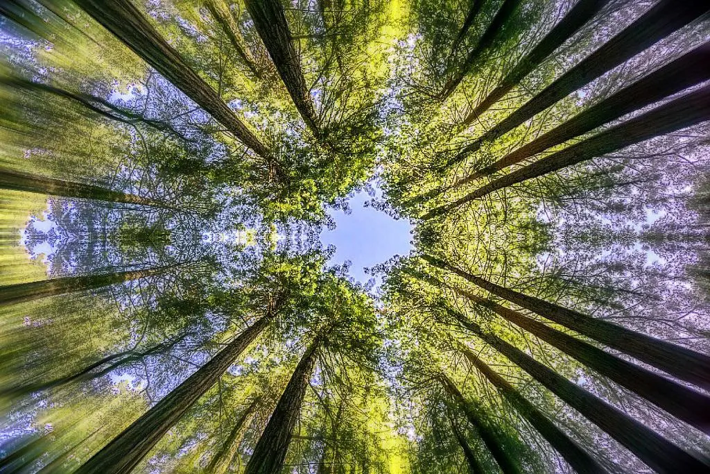 Lying down in the woods