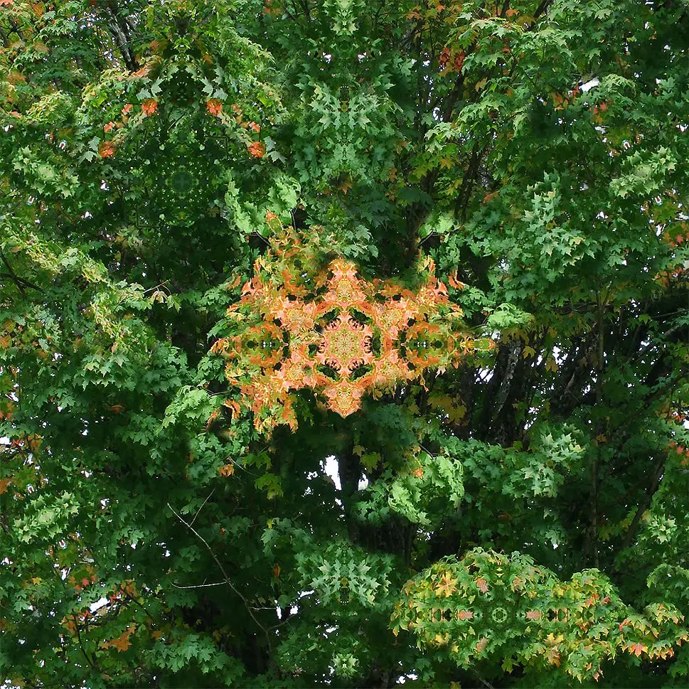 Trees on mushrooms