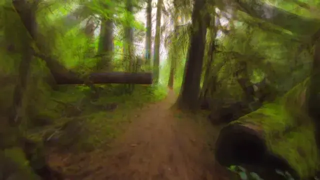 Forest Walk