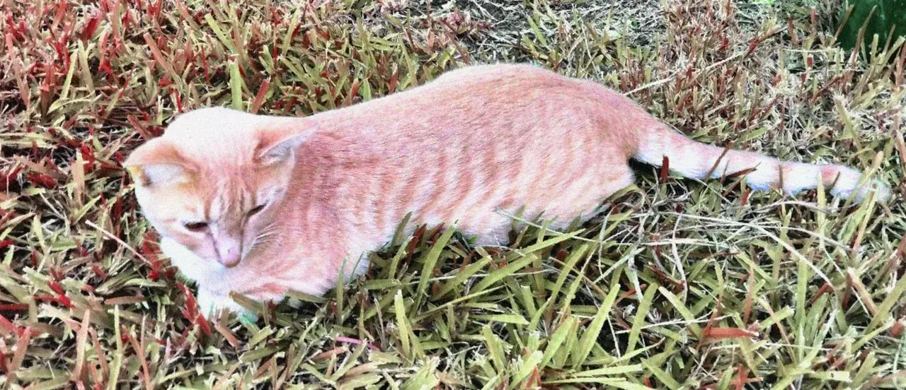25b-nboh replication, this is what I remember my cat looking like the other day.