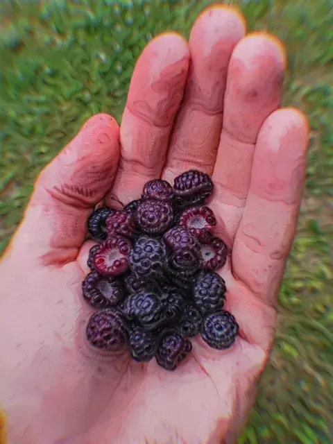 berry picking on mushrooms