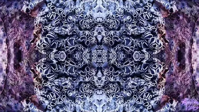 When you stare at a lichen on 75 ug (all sounds are sampled from the forest) [full video in the comments]